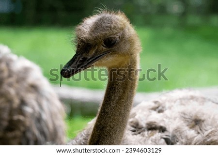 The Common Ostrich (Struthio camelus).