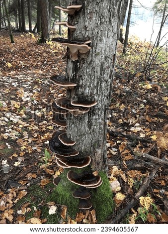 shelf mushroom in the forest
