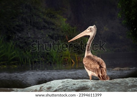 Pelicans (genus Pelecanus) are a genus of large water birds that make up the family Pelecanidae. They are characterized by a long beak and a large throat pouch used for catching prey and draining water Royalty-Free Stock Photo #2394611399