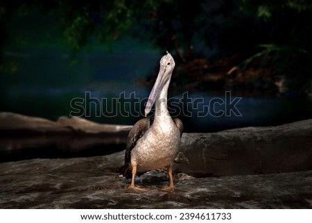Pelicans (genus Pelecanus) are a genus of large water birds that make up the family Pelecanidae. They are characterized by a long beak and a large throat pouch used for catching prey and draining water Royalty-Free Stock Photo #2394611733