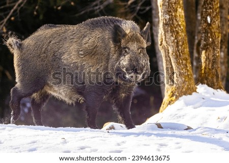 wild boar (Sus scrofa), also known as the wild swine in winter Royalty-Free Stock Photo #2394613675