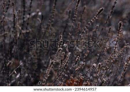 Photo wallpaper with Tuscan dry plants