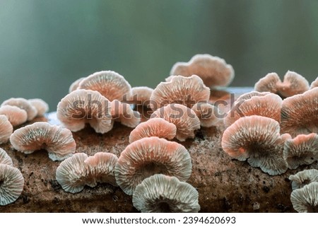 Mushroom colony on a fallen tree. Mushrooms in an old natural forest. European nature.