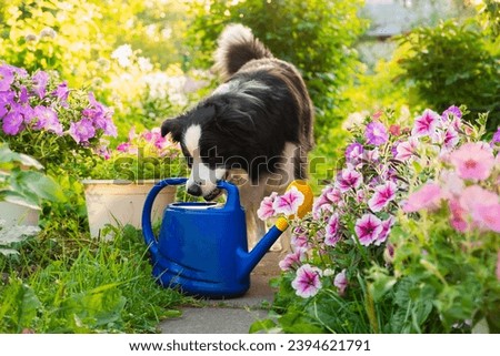 Outdoor portrait of cute dog border collie holding watering can in mouth on garden background. Funny puppy dog as gardener fetching watering can for irrigation. Gardening and agriculture concept Royalty-Free Stock Photo #2394621791