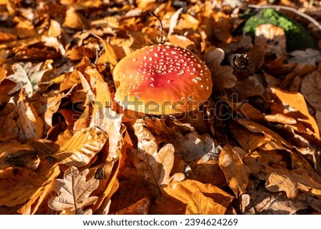 A kind of agaric, poisonous, amanita muscaria. Royalty-Free Stock Photo #2394624269