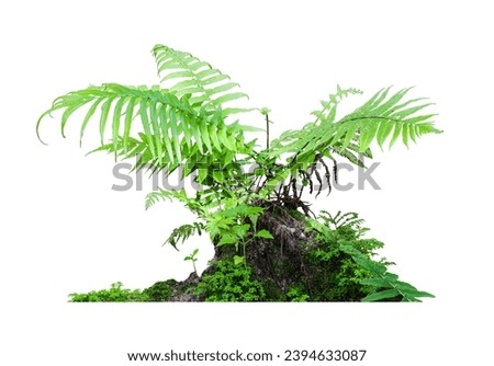 Tropical plant fern moss bush shrub tree isolated on white background with clipping path. Royalty-Free Stock Photo #2394633087