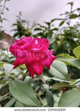 Roses are also known as Rose flowers. The Latin name for this flower is Rosa Sp which comes from the genus Rosaceae
