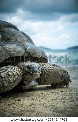 Portrait of a beautiful giant tortoise in the Seychelles, looking at camera with a curious expression. Animal wildlife protection and conservation. Sea and beach in the background.