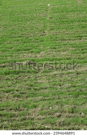 Green grassland with some yellow parts, nature background