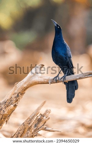 great-tailed grackle bird black in Costa Rica