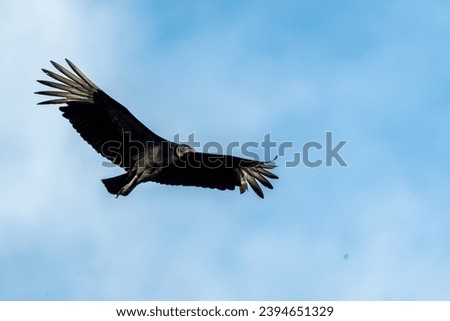 Black vulture bird flying in the air blue sky