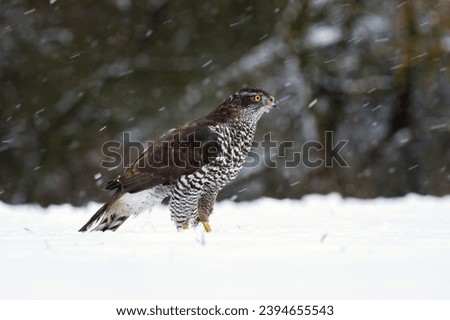 Hawk in snowfall. Northern goshawk, Accipiter gentilis, perched on snowy forest meadow in cold winter. Majestic predator facing snowflakes. Wild nature. Beautiful bird with yellow eyes in habitat. Royalty-Free Stock Photo #2394655543