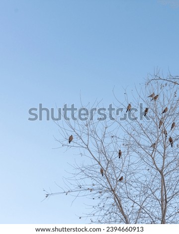 Birds nesting in a leafless tree at dusk.