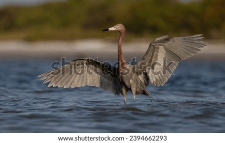 Reddish egret in south Florida 