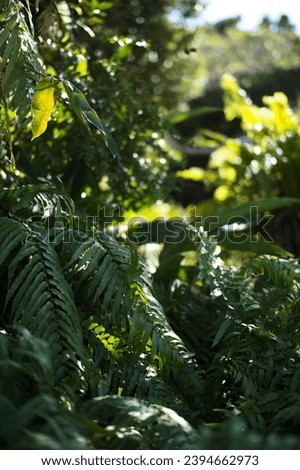 Greens in the deep forest