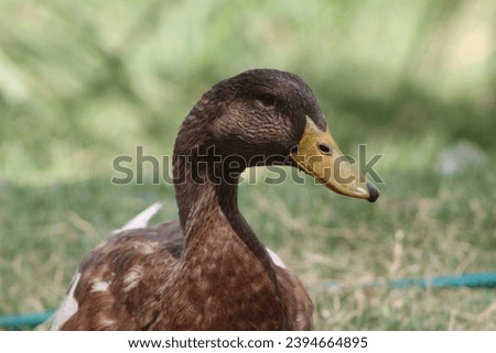 Moroccan duck head in closeup with green grass background 
