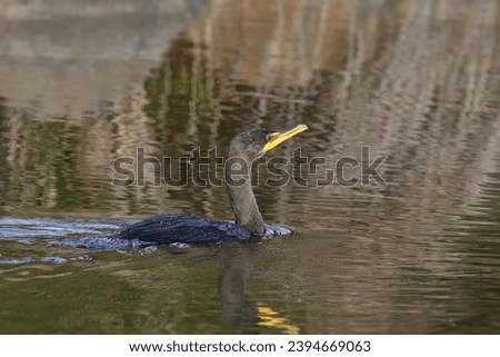 Double-crested Cormorant (phalacrocorax auritus) swimming in a pond Royalty-Free Stock Photo #2394669063