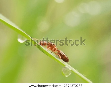 fire ants with blue antennae on green grass with cool dew water with a green blur and bokeh background