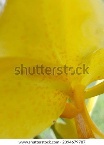 yellow flower blured background macro 