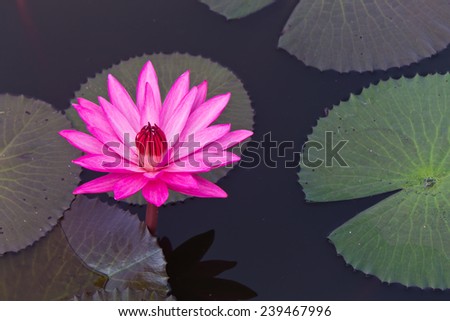 pink water lily Nymphaea Masaniello among green leaves