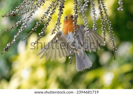 Flying Bird with Bokeh Background