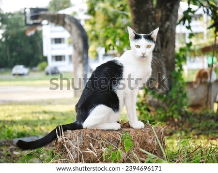 The black and white skinny cat  Royalty-Free Stock Photo #2394696171