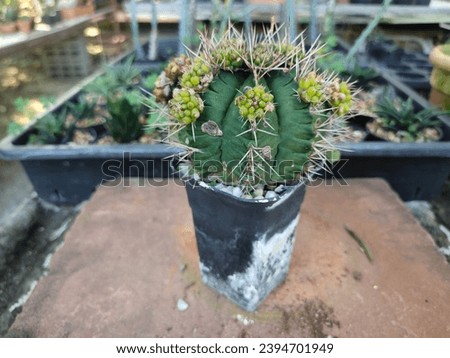 Cactus, Close-up of a small species of cactus, Beautiful bush and the short trunk looks strange. Planted in a small black pot, Laying on the old brown plank floor in the garden area and plant concept