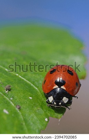 Ladybug hunting on a leaf