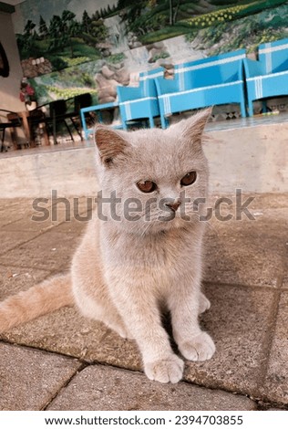 Selective focus photo of a purebred cat sitting quietly in the yard with a blue chair and wall painting on the background 