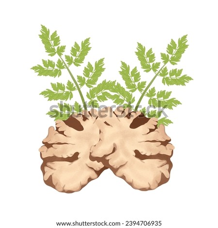Ligusticum striatumt.Chinese herbal medicine, hand drawn sliced of dry Szechuan Lovage root (Ligusticum chuanxiong Hort).Illustration Cartoon Design On White Background.