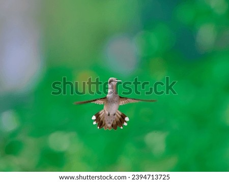 Portrait of hovering female hummingbird demonstrating her power 
