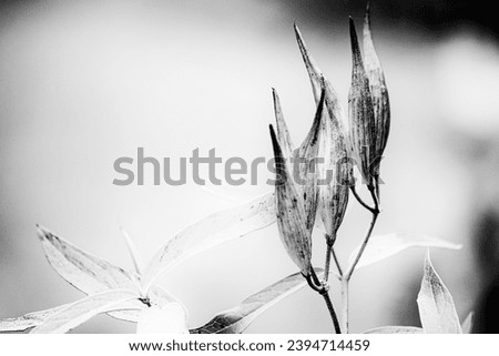 black and white picture of Swamp milkweed seeds in garden