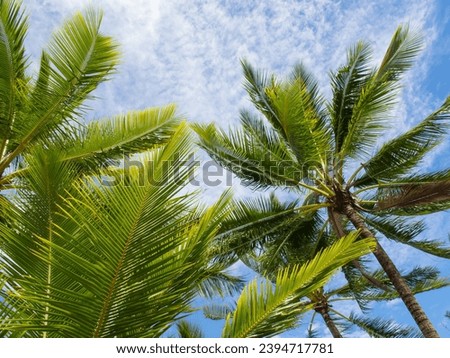 Palms at a North Queensland Beach, Australia
