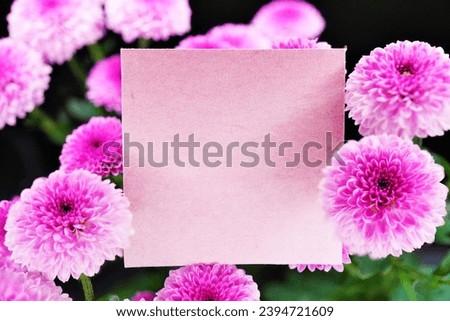 Simple mockup of title card surrounded by pink round chrysanthemum flowers on black background