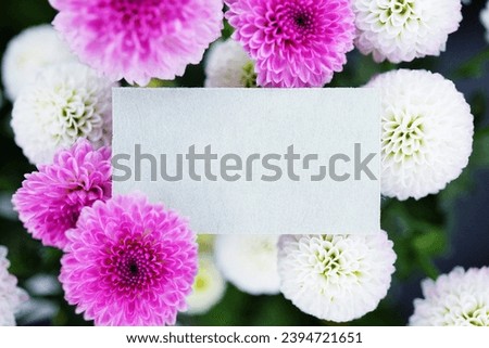 Mockup of cute gray comment space surrounded by white and pink round chrysanthemum flowers on black background