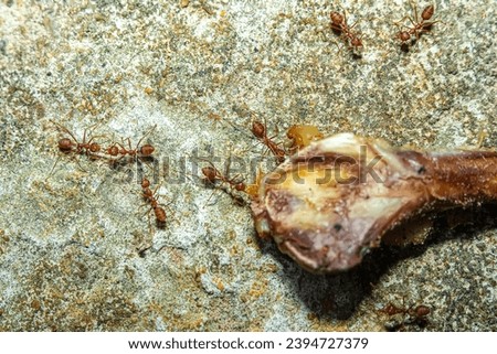 Many red ants are walking around to find food.
