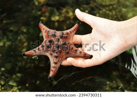 Horned Sea Star (chocolate chip sea star, Knobbly Sea Star, Red horned sea stars) on touris hand at touch pool marine aquarium. Protoreaster nodosus is marine animal, a genus of echinoderms.  Royalty-Free Stock Photo #2394730311