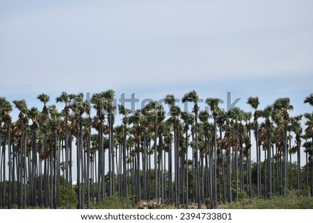 Toddy palm or Palmyra palm farm in Tamil Nadu. stock photo Royalty-Free Stock Photo #2394733801