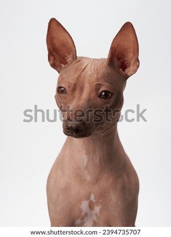 Little dog, sharp gaze. An American Hairless Terrier's intent look is captured against a white studio backdrop