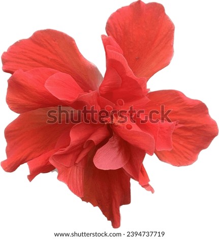 red hibiscus flowers on the tree, red flower Isolated on white background
