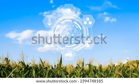 Maize seedling in cultivated agricultural field with infographics, Smart farming and precision agriculture with visual icon, digital technology agriculture and smart farming concept.