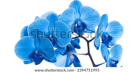 beautiful blue Orchid without background, bright blue Orchid flowers on a white background. isolate Royalty-Free Stock Photo #2394751993