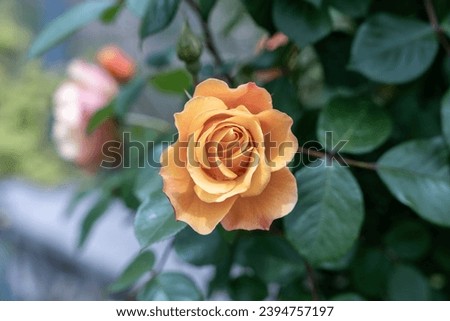 Beautiful flower orange rose blooming in nature garden with branches and green leaves and buds, orange rose blooming near garden, fresh orange rose with blurred background.