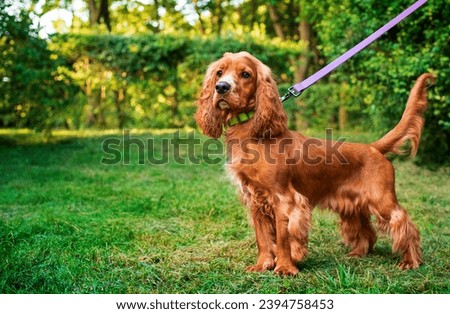 A dog of the English cocker spaniel breed stands on the background of a green park. The dog is kept on a leash. The dog carefully looks to the side. Hunter. The dog has 10 months. The photo is blurred