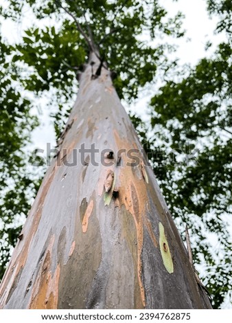 Rainbow eucalyptus tree from Indonesia. Colorful green and red rainbow eucalyptus tree trunks Royalty-Free Stock Photo #2394762875
