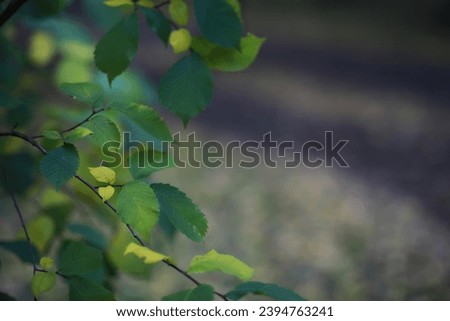 Lively closeup of falling autumn leaves with vibrant backlight from setting sun