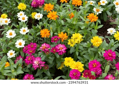 Zinnia flower in the garden Royalty-Free Stock Photo #2394763931