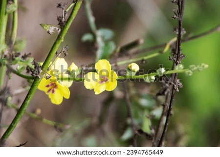 yellow Scallop-leaved mullein or wavyleaf mullein (Verbascum sinuatum) flowers isolated on a natural background