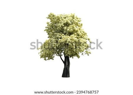 Photo of large tree with beautiful leaves isolated on white background.