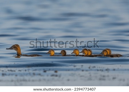 Common pochard - Aythya ferina mother with chicks swimming in blue water. Photo taken in Danube Delta in Romania. Royalty-Free Stock Photo #2394773407